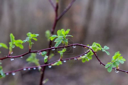 Photo for The first leaves of a wild rose in the spring rain in Siebenbrunn, the smallest district of the Fugger city of Augsburg - Royalty Free Image