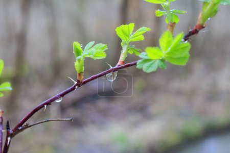 Foto de Las primeras hojas de una rosa silvestre en la lluvia primaveral en Siebenbrunn, el distrito más pequeño de la ciudad de Fugger de Augsburgo - Imagen libre de derechos