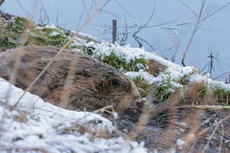 Téléchargez les photos : Un castor endormi sur la rive du lac - en image libre de droit