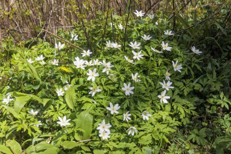 Téléchargez les photos : Les anémones fleurissent au printemps dans la forêt alluviale clairsemée où le Lech se jette dans le Danube près de Marxheim en Bavière un jour de printemps ensoleillé - en image libre de droit