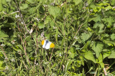 Téléchargez les photos : Un papillon Aurora sur les herbes entre les orties vertes par une journée ensoleillée de printemps dans la forêt riveraine sur les rives du Danube - en image libre de droit