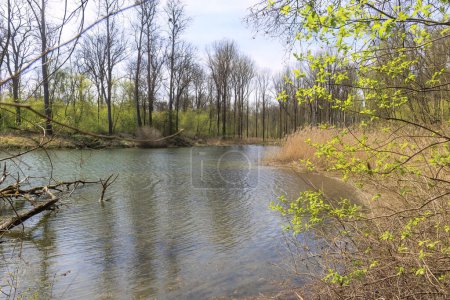 Téléchargez les photos : Confluence du Lech dans le Danube près de Marxheim en Bavière par une journée ensoleillée de printemps - en image libre de droit