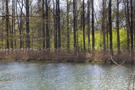 Foto de Confluencia del Lech en el Danubio cerca de Marxheim en Baviera en un soleado día de primavera - Imagen libre de derechos