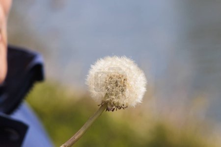 Téléchargez les photos : La fleur d'une fleur de pissenlit avec les parapluies de graines est également appelée une boule de soufflage - en image libre de droit