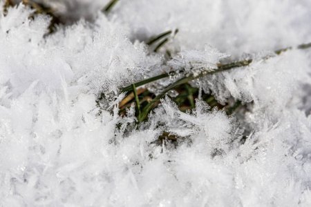 Téléchargez les photos : Les graminées et les plantes sont gelées dans des sculptures en cristal scintillantes dans la neige gelée - en image libre de droit