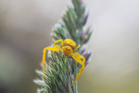 Foto de Una araña cangrejo variable amarilla en el paraguas de una hierba junto al arroyo Brunnenbach en Siebenbrunn, cerca de Augsburgo - Imagen libre de derechos