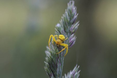 Téléchargez les photos : Une araignée jaune de crabe variable sur le parapluie fleuri d'une herbe près du ruisseau Brunnenbach à Siebenbrunn près d'Augsbourg - en image libre de droit