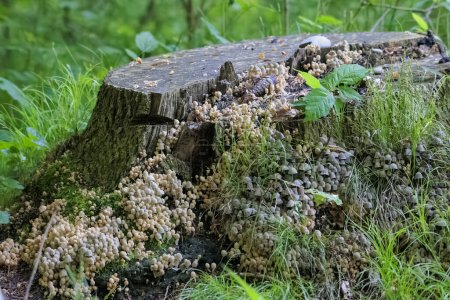 Foto de Un grupo de Coprinellus diseminatus en un tronco de árbol - Imagen libre de derechos