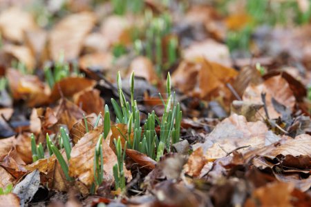 Téléchargez les photos : Les bourgeons floraux des gouttes de neige jaillissent du sol entre les feuilles fanées en janvier à Siebenbrunn près d'Augsbourg - en image libre de droit