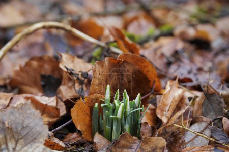 Zwischen welken Blättern lugen im Januar in Siebenbrunn bei Augsburg die Blütenknospen der Schneeglöckchen aus dem Boden