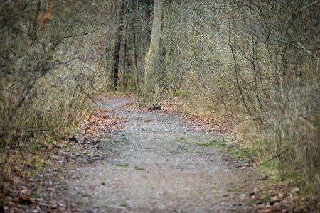 Téléchargez les photos : Chemin forestier sans neige en janvier avec branches nues à Siebenbrunn près d'Augsbourg - en image libre de droit