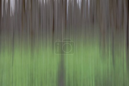 Foto de Patrón de troncos de árboles desenfocados en un bosque caducifolio con árboles caducifolios altos en una mañana de primavera en Siebenbrunn cerca de Augsburgo, Alemania - Imagen libre de derechos