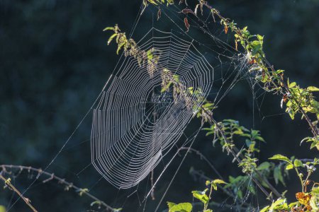 Photo for A cross spider lurks in the center of its spider web in the morning light for prey - Royalty Free Image