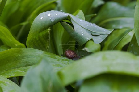 A small snail crawls on wet wild garlic leaves on a spring morning in the forest in Siebenbrunn near Augsburg, Germany