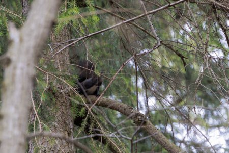 Black squirrel sits between branches and twigs in the Siebenbrunn forest