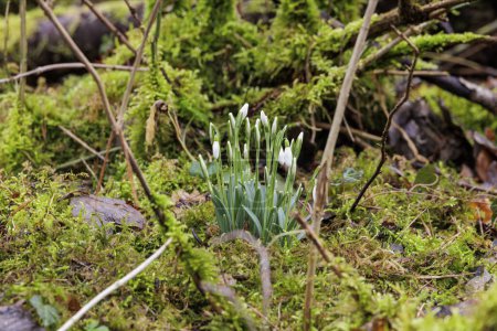 The first snowdrops bloom in February at a stream in Siebenbrunn
