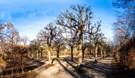 Téléchargez les photos : Le soleil brille dans le ciel bleu sur un parc en hiver avec de vieux arbres et des haies de hêtre - en image libre de droit