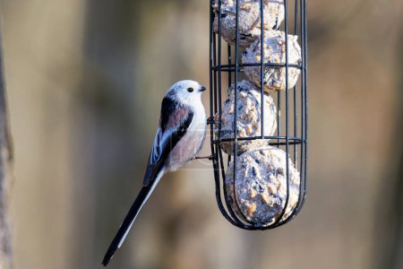 A long-tailed tit sits at a feeder with fat balls in a wire mesh in the forest near Siebenbrunn in spring