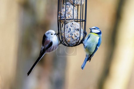 A long-tailed tit and a blue tit sitting at a feeder with fat balls in a wire mesh in the forest near Siebenbrunn in spring