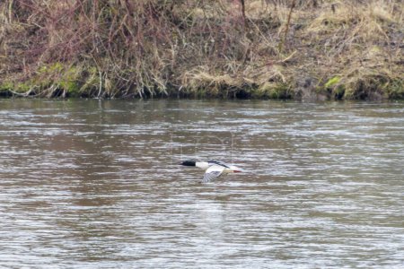 Un ganso vuela sobre el agua del río Wertach en el distrito de Goggingen de Augsburgo