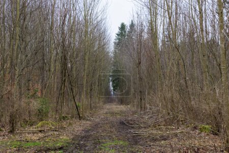 Téléchargez les photos : Sentier forestier avec buissons et arbres fraîchement abattus au printemps dans la forêt de Siebenbrunn - en image libre de droit