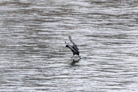 A coot flies over the water of the river Wertach in the Goggingen district of Augsburg