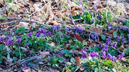Wild violets bloom blue on the forest floor on a sunny day in spring