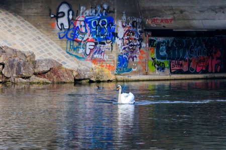 Photo for A swan swims on the water of the Wertach river under the bridge on a cloudy day in the Goggingen district of Augsburg - Royalty Free Image