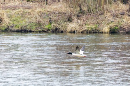 Eine Stachelschwäne fliegt über das Wasser der Wertach im Augsburger Stadtteil Goggingen
