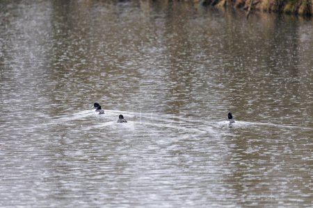 Tufted ducks swimming in the rain on the Schmutter near Gablingen in the district of Augsburg