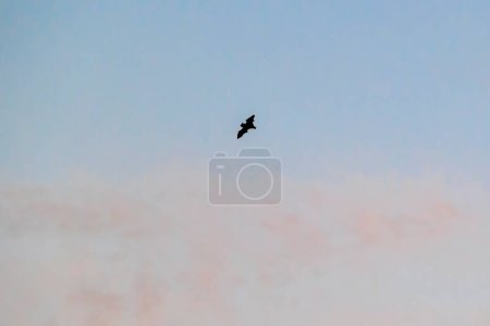 Eine Fledermaus fliegt zwischen Wolken am Himmel über dem Wittelsbacher Park und leuchtet rot im Abendschein