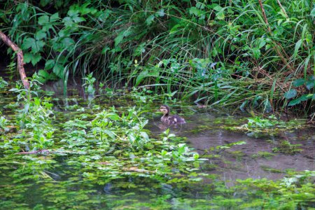 Téléchargez les photos : Un canard colvert nage entre les plantes aquatiques dans l'eau d'un ruisseau - en image libre de droit