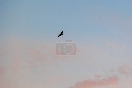 une chauve-souris vole entre les nuages dans le ciel au-dessus Wittelsbach Park briller rouge dans la lueur du soir