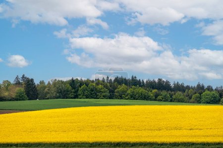 Téléchargez les photos : Champ de viols à fleurs jaunes avec ciel bleu dans un paysage légèrement vallonné à Schmuttertal près d'Augsbourg - en image libre de droit