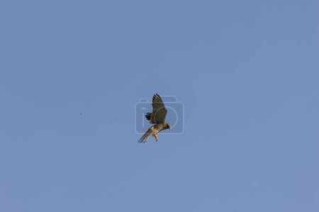 Close up of female kestrel in shaking flight, wings and tail fanned out to maximum in blue sky