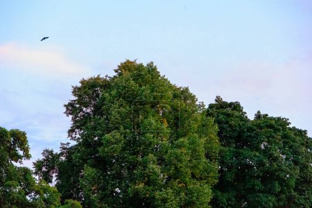 Téléchargez les photos : Une chauve-souris vole entre les nuages dans le ciel au-dessus Wittelsbach Park briller rouge dans la lueur du soir - en image libre de droit