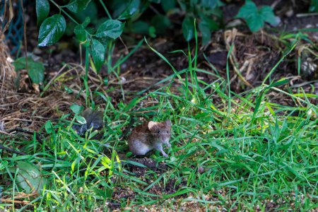 Un petit campagnol à dos roux cherche de la nourriture dans l'herbe sur le sol forestier