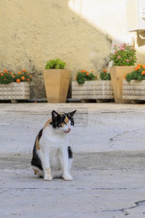 Black, red and white street cat on the island of Corfu