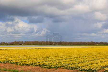 Bright yellow fields of daffodils in bloom near the Dutch city of Alkmaar in the Netherlands