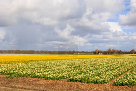 Téléchargez les photos : Champs de jonquilles jaune vif en fleurs près de la ville néerlandaise d'Alkmaar aux Pays-Bas - en image libre de droit