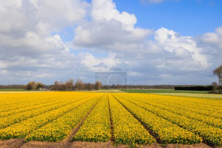 Foto de Campos de narcisos de color amarillo brillante en flor cerca de la ciudad holandesa de Alkmaar en los Países Bajos - Imagen libre de derechos