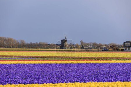 jacinthe en fleurs et champs de fleurs devant un arc-en-ciel aux Pays-Bas près d'Alkmaar,