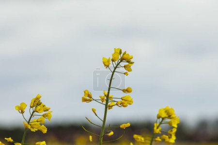 Téléchargez les photos : Champ de viol fleuri jaune dans la ville de Konigsbrunn en Bavière par une journée nuageuse - en image libre de droit