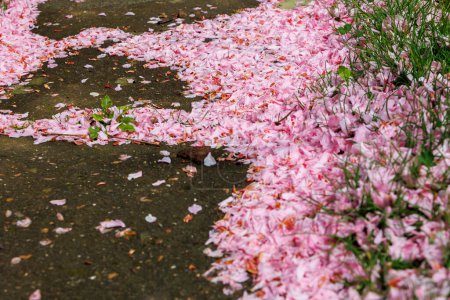 Verblasste rosa Zierkirschblüten Blätter bilden einen bunten Teppich auf dem Boden