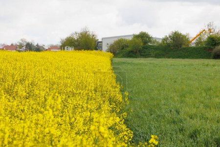 Téléchargez les photos : Champ de viol fleuri jaune dans la ville de Konigsbrunn en Bavière par une journée nuageuse - en image libre de droit