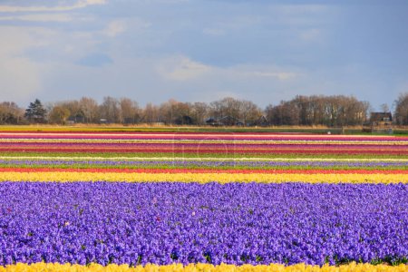 Jacinto floreciente y campos de flores en frente de un arco iris en los Países Bajos cerca de Alkmaar,