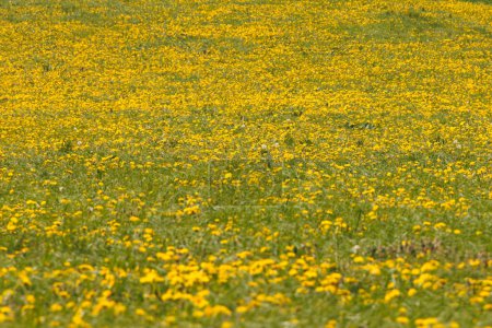 Une prairie regorge de fleurs jaune soleil du pissenlit