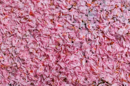 Foto de Flores de cerezo ornamentales rosadas marchitas Las hojas forman una alfombra colorida en el suelo - Imagen libre de derechos