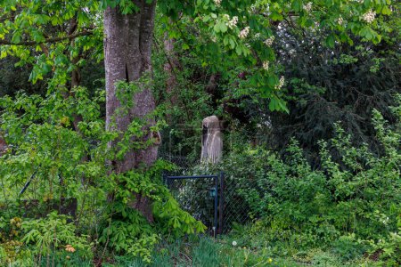 Téléchargez les photos : Une statue de pierre étrange avec une capuche se dresse dans les buissons à côté d'une porte de jardin - en image libre de droit