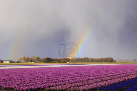 Blühende Tulpen- und Blumenfelder vor einem Regenbogen in den Niederlanden bei Alkmaar,